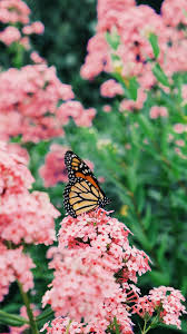 T i t l e : Butterfly Garden Pictures Download Free Images On Unsplash