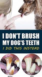 Learn The Best Tips For Successful Dog Training Irresistible Puppy Training Tips Dog Teeth Dog Teeth Cleaning Dog Grooming