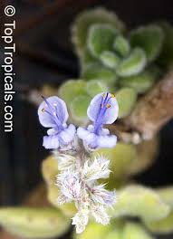 Image result for Coleus hadiensis