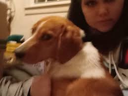 Does the light brown dog belong to anyone?