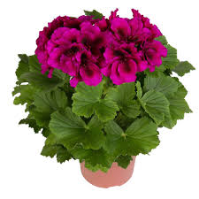 Maybe you would like to learn more about one of these? Regal Pelargonium Grandiflorum Burghi Flowers Perennials Flower Seeds Flower Pots