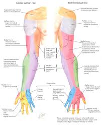Upper Extremity Dermatomes Nerve Anatomy Brachial Radial Nerve
