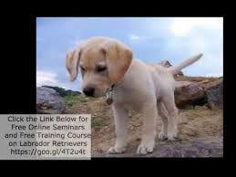 Found 42 labrador retriever pets and animals ads from indiana, us. Labrador Retriever Puppies Indiana Youtube