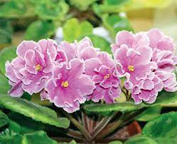 They grow to form a rosette like mound. The Greenskeeper African Violets