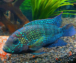 How Many Cichlids Can You Keep In A 20-Gallon Tank? - Quora