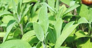 This can be a difficult question to answer for when transplanting your sage into a garden you will want to dig a hole that is the size of your plant root you should then be able to harvest your sage within 8 weeks from the time your seed germinates. Growing Sage The Complete Guide To Plant Grow And Harvest Sage