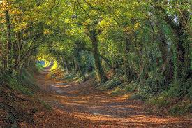 32 Breathtaking Forest Wallpaper For Your Desktop Naldz Graphics Here you can find forest desktop wallpapers and forest windows wallpapers pc in both widescreen and 4:3 resolutions. 32 breathtaking forest wallpaper for
