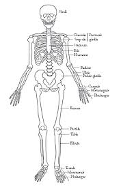 A strong skeleton is necessary to support the human body. Skeletons In Animals