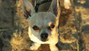 Cuanto Vive Un Chihuahua Cabeza Manzana Esperanza De Vida