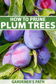Image result for pruning plum trees
