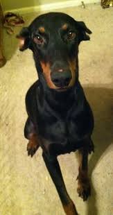 Find doberman pinschers for sale in lubbock, tx on oodle classifieds. Adopt Gracie On Petfinder Doberman Pinscher Dobermann Dobermann Hunde