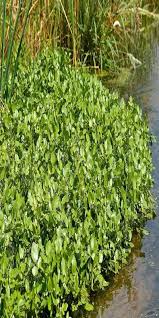 Su Teresi Faydalari Bitki Tohum Yesil