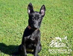 Maybe you would like to learn more about one of these? Black Belgian Malinois Puppy Malinois Puppies Belgian Malinois Dog Belgian Malinois Puppies