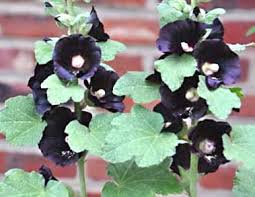 Hollyhock or alcea rosea is one of the ornamental plants that you can find in many places. Hollyhock Black Alcea Rosea Nigra Organically Grown Flower Seeds Floral Encounters