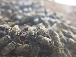 We save bees… pesticides kill them. Live Bee Removal Adventures How To Handle A Bee Invasion