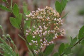 Image result for Pluchea ovalis