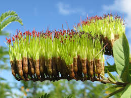 Image result for Combretum mossambicense