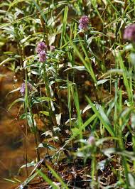 Image result for Floscopa glomerata