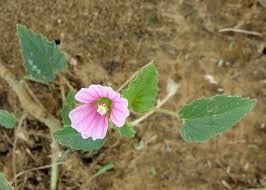 Image result for Monsonia senegalensis