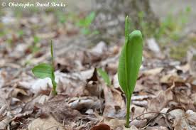 Image result for Ophioglossum thomasii