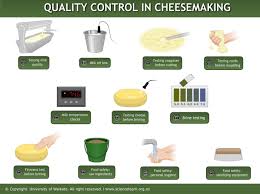 manufacturing gouda cheese science learning hub