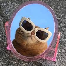  13 Ide Kucing Di 2021 Kucing Kucing Bayi Gambar Kucing Lucu