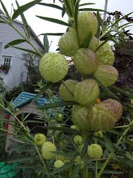 This Plant Can Grow 6 10 Ft Tall Loads And Loads Of Flowers Which Turn Into Huge Soft Hairy Green Balls With A Purple Splas Plants Milkweed Plant Flower Seeds