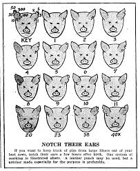 Like a sophisticated satellite dish turning to pick up a signal, the cat's external ear, or pinna, rotates up to 180 degrees to. Notch Their Ears Notching Patterns In Pig Litters 1937 Pig Ear Notches Pig Ears Animal Science