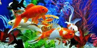 Semoga artikel cara menjaga ikan ini membantu anda mengelak air akuarium dari cepat keruh. 10 Jenis Ikan Hias Yang Cantik Dan Mudah Dipelihara Di Rumah Bisa Jadi Hiburan Merdeka Com
