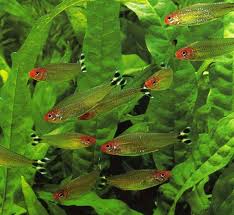 Just Added 12 Of These Little Guys To My Tank They Are The First Schooling Fish That I Hav Fish Tank Plants Tropical Freshwater Fish Fresh Water Fish Tank