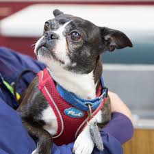 To this end we offer a full line of medical, surgical, dental, and. Home Cornell Center Animal Hospital