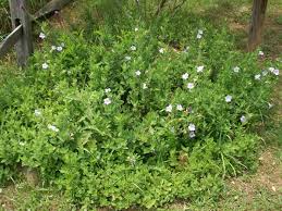 Image result for Vandellia humilis