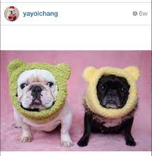 Free Crochet Pattern Teddy Bear Ear Warmer For Dogs Crochet Teddy Bear Crochet Dog Hat Crochet Patterns
