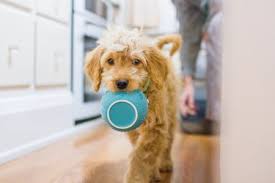 how to prepare homemade puppy food