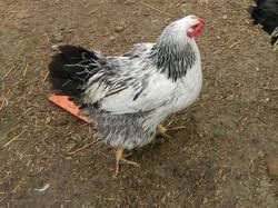 The wyandotte chicken with the silver laced wyandotte chicken being the first one of all recognized variety today. Wyandotte Chicken Color Genetics Minifluffs Caviary