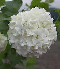 Gefaœllter Schneeball Echter Schneeball Roseum Lubera Ch Schneeball Blume Schneeball Schnell Wachsende Pflanzen