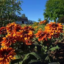 Image result for Rudbeckia