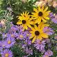 Welcome to Gardening in WNC - What You Need to Know! event image