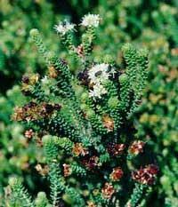 Image result for Cynanchum obtusifolium