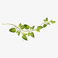 Vine And Branches Png Transparent Vine And Branches Png Vine And Branches Vine Drawing Plant Drawing