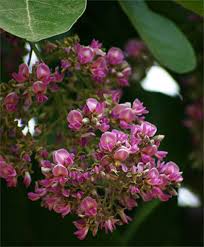 Image result for Philenoptera