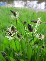 Image result for Plantago palmata