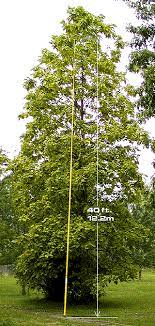 Thus, for any given current, the voltage drop would be lower for the 12 gauge. Fiberglass Telescoping Poles