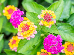 In most parts of florida, gardeners can have blooming plants throughout the year. Lantana Plants Care And Growing Guide