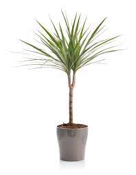 Can anyone recommend a good soil mix for dracaena marginata tricolor? Dracaena Plant Care Tips For Growing A Dracaena Plant Indoors