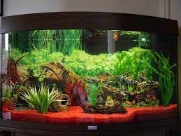 If you prefer to just order the decorations you enjoy the greatest and set them in your tank, do it. Fish Tank Setup Tropical Fish Tanks Aquarium Fish Tank Fish Tank Decorations