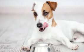 So, i developed this homemade dog food recipe to include all of the vitamins, minerals, and essential fatty acids that my dog needs. Category Canine Diabetes Holistic Pet Wellness