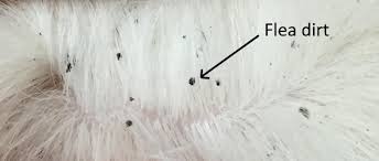 Flea bites are usually smaller than other insect bites. Fleas On Dogs Pdsa