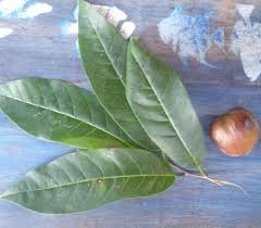 Image result for Uvariodendron
