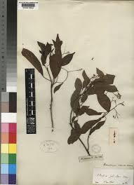 Image result for Hilsenbergia